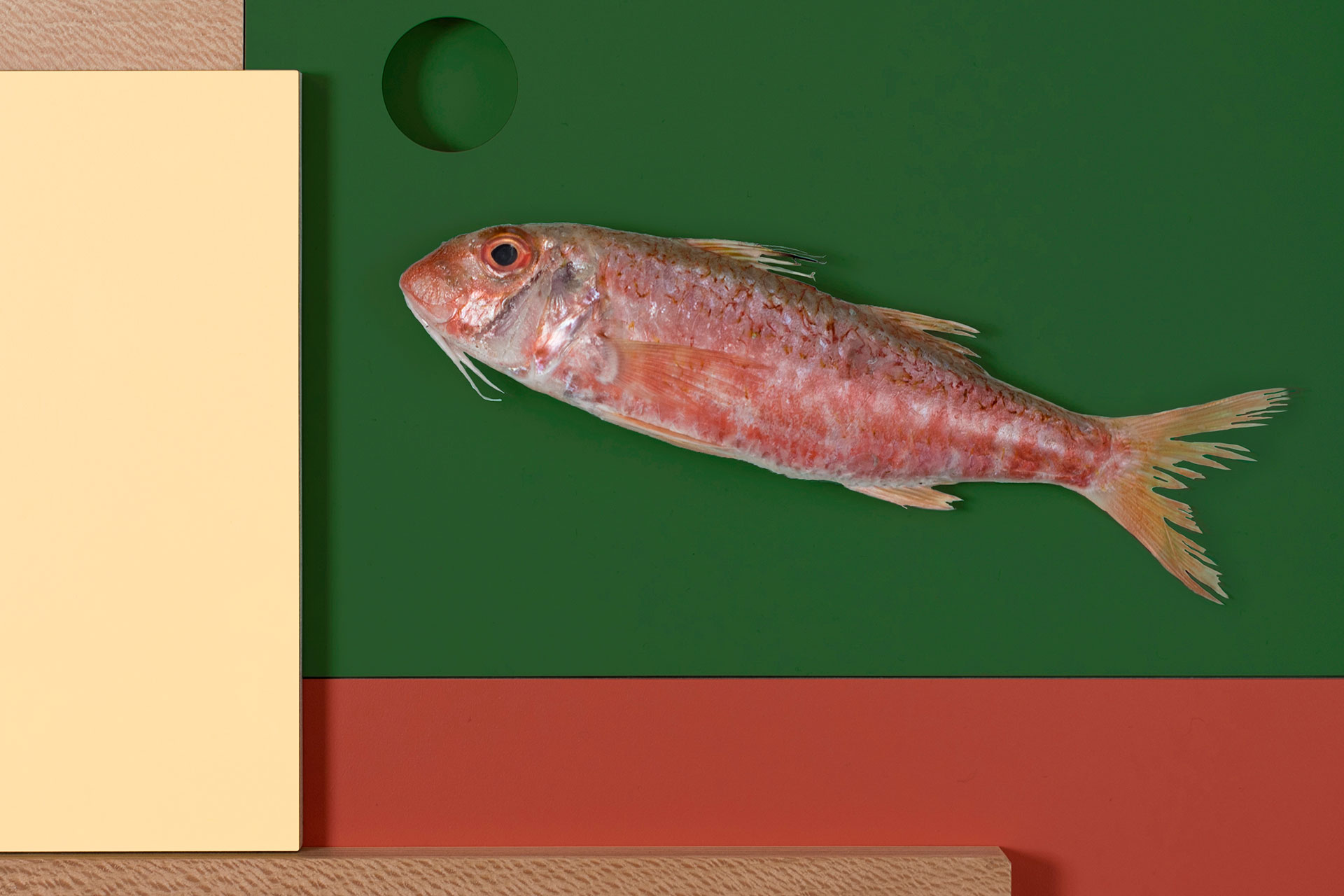 Colourful kitchen inspiration including forest green, buttery yellow, red, speckled London Plane wood and a red mullet fish.