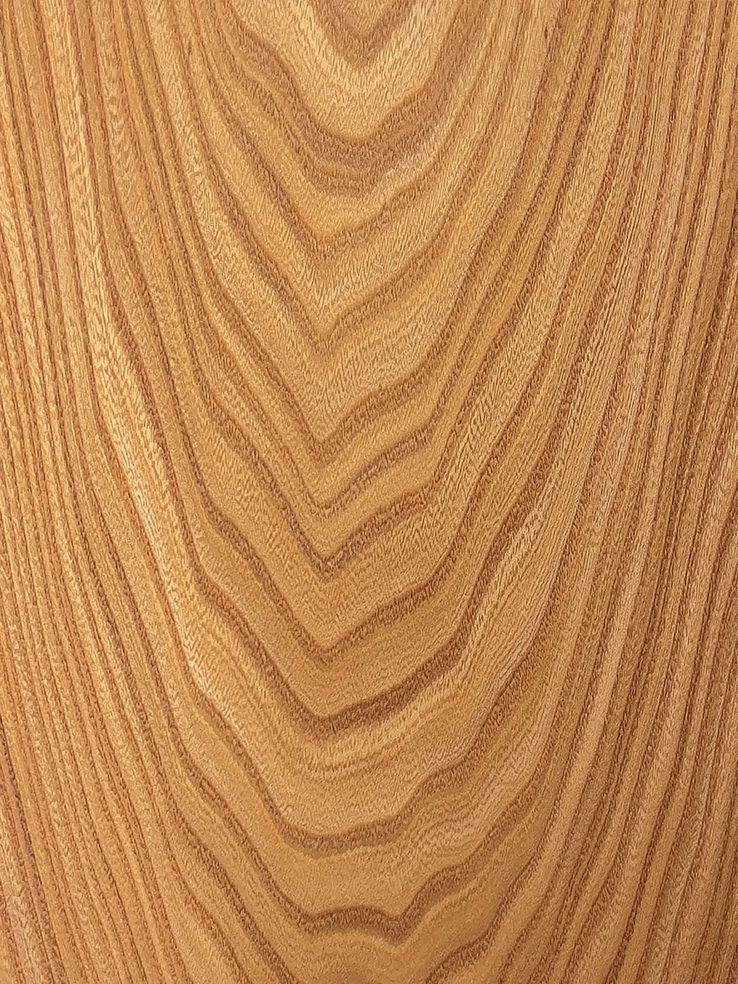 A sample of Elm wood with a large bold grain.