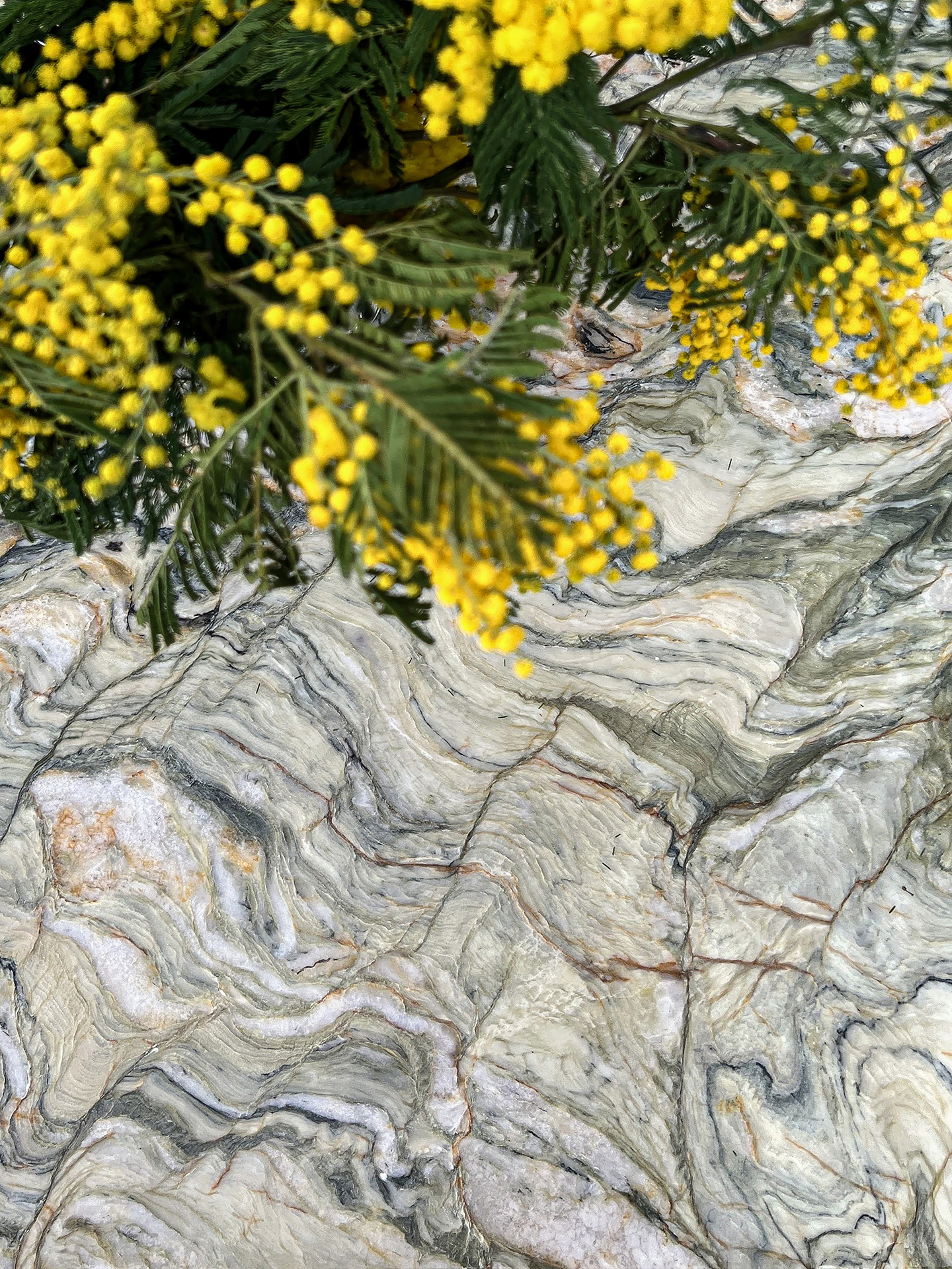 Stunning quartzite stone with dramatic veins undulating and swirling in shades of greens and ochres.